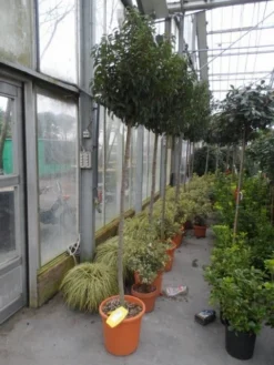 Portugese Laurier Als Boom (Prunus Lusitanica 'Angustifolia') 20 Portugese Laurier Als Boom (Prunus Lusitanica 'Angustifolia') -Goedkope DirectPlant winkel prunus lusitanica angustifolia 150stam c25