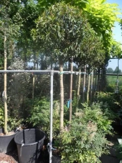 Portugese Laurier Als Boom (Prunus Lusitanica 'Angustifolia') -Goedkope DirectPlant winkel prunus lusitanica angustifolia 150stam c35 1