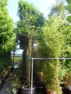 Portugese Laurier Als Boom (Prunus Lusitanica 'Angustifolia') 19 Portugese Laurier Als Boom (Prunus Lusitanica 'Angustifolia') -Goedkope DirectPlant winkel prunus lusitanica angustifolia 16 18 20ho cont. leivorm