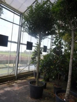 Portugese Laurier Als Boom (Prunus Lusitanica 'Angustifolia') -Goedkope DirectPlant winkel prunus lusitanica angustifolia 16 18ho c90 1