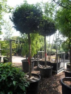 Portugese Laurier Als Boom (Prunus Lusitanica 'Angustifolia') -Goedkope DirectPlant winkel prunus lusitanica angustifolia 18 20 ho c130 1