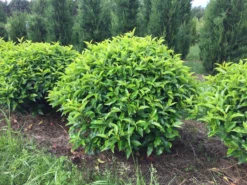 Portugese Laurier Als Grote Bolvorm (Prunus Lusitanica 'Angustifolia') -Goedkope DirectPlant winkel prunus lusitanica angustifolia 90 cm breed bol drkl