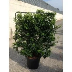 Portugese Laurier Als Leivorm (Prunus Lusitanica 'Angustifolia') -Goedkope DirectPlant winkel prunus lusitanica angustifolia 95x110 leivorm 4