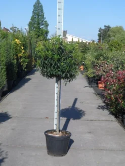 Portugese Laurier Op Stam (Prunus Lusitanica 'Angustifolia') -Goedkope DirectPlant winkel prunus lusitanica angustifolia halfstam c25