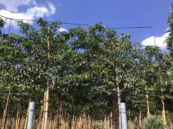 Portugese Laurier Als Leiboom (Prunus Lusitanica) -Goedkope DirectPlant winkel prunus lusitanica lei