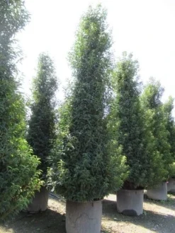 Portugese Laurier, Piramide (Prunus Lusitanica ) -Goedkope DirectPlant winkel prunus lusitanica piramide