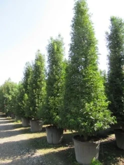Portugese Laurier, Piramide (Prunus Lusitanica ) -Goedkope DirectPlant winkel prunus lusitanica piramide 2