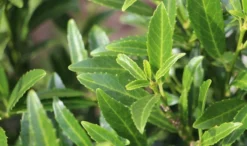 Laurierkers (Prunus Laurocerasus 'Sofia')