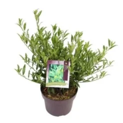 Laurierkers (Prunus Laurocerasus 'Sofia') -Goedkope DirectPlant winkel prunuslsofia03 2