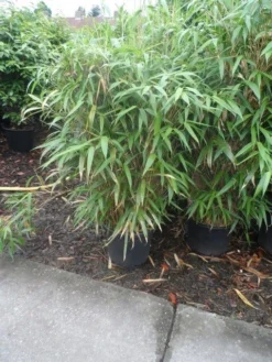 Bamboe (Pseudosasa Japonica) -Goedkope DirectPlant winkel pseudosasa japonica 150 175 c25