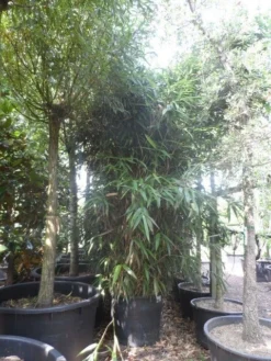 Bamboe (Pseudosasa Japonica) -Goedkope DirectPlant winkel pseudosasa japonica 200 300 c240 extra