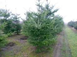 Douglasspar (Pseudotsuga Menziessii) -Goedkope DirectPlant winkel pseudotsuga menziesii 300 400 200 300 002