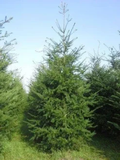 Douglasspar (Pseudotsuga Menziessii) -Goedkope DirectPlant winkel pseudotsuga menziesii 400 450 4