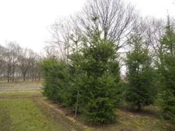 Douglasspar (Pseudotsuga Menziessii)