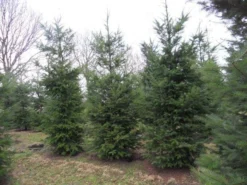 Douglasspar (Pseudotsuga Menziessii) -Goedkope DirectPlant winkel pseudotsuga menziesii 500