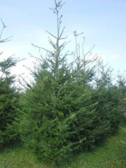 Douglasspar (Pseudotsuga Menziessii) -Goedkope DirectPlant winkel pseudotsuga menzisii 400 450 1