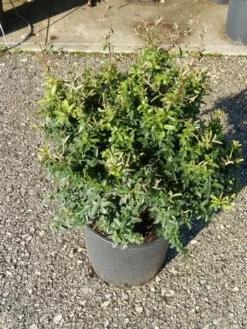Vuurdoorn Als Bol (Pyracantha 'Navaho') -Goedkope DirectPlant winkel pyracantha navaho 4 1