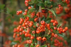 Vuurdoorn (Pyracantha 'Orange Glow') -Goedkope DirectPlant winkel pyracantha orange glow 11