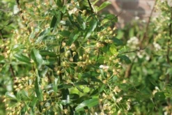 Vuurdoorn (Pyracantha 'Orange Glow') -Goedkope DirectPlant winkel pyracantha orange glow 1