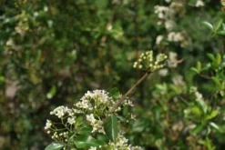 Vuurdoorn (Pyracantha 'Orange Glow') -Goedkope DirectPlant winkel pyracantha orange glow 2