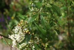 Vuurdoorn (Pyracantha 'Orange Glow') -Goedkope DirectPlant winkel pyracantha orange glow 3
