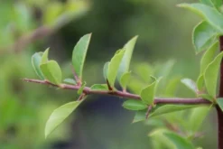 Vuurdoorn (Pyracantha 'Orange Glow') -Goedkope DirectPlant winkel pyracantha orange glow 4