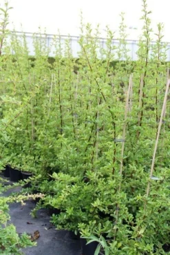 Vuurdoorn (Pyracantha 'Orange Glow') -Goedkope DirectPlant winkel pyracantha orange glow 6