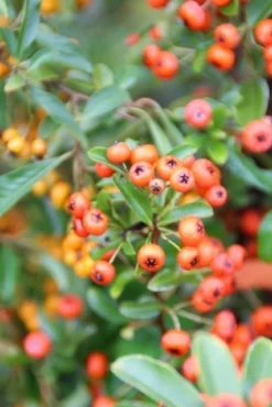 Vuurdoorn (Pyracantha 'Orange Glow') -Goedkope DirectPlant winkel pyracantha orange glow 7