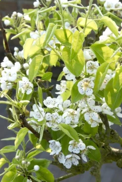 Sierpeer Als Leivorm (Pyrus Calleryana 'Chanticleer)