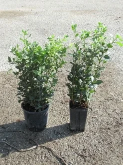 Steeneik Als Struik (Quercus Ilex) -Goedkope DirectPlant winkel quercus ilex 1