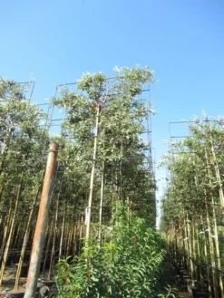 Steeneik Als Leiboom (Quercus Ilex) -Goedkope DirectPlant winkel quercus ilex 8 10 leivorm
