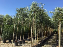 Steeneik Als Leiboom (Quercus Ilex) -Goedkope DirectPlant winkel quercus ilex 8 10 leivorm 1