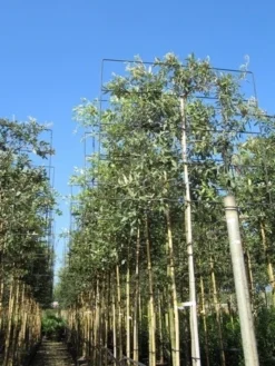 Steeneik Als Leiboom (Quercus Ilex) -Goedkope DirectPlant winkel quercus ilex 8 10 leivorm 2