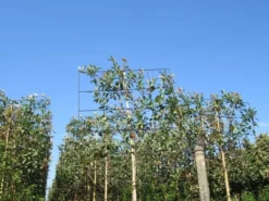 Steeneik Als Leiboom (Quercus Ilex) -Goedkope DirectPlant winkel quercus ilex 8 10 leivorm 4