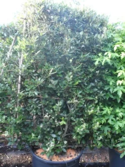 Steeneik Als Leivorm (Quercus Ilex) -Goedkope DirectPlant winkel quercus ilex leivorm 200x120