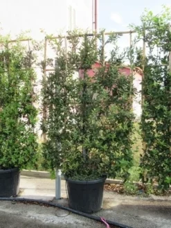 Steeneik Als Leivorm (Quercus Ilex) -Goedkope DirectPlant winkel quercus ilex leivorm 4