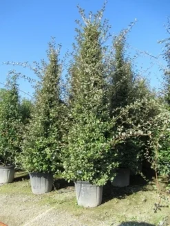 Steeneik Als Piramide (Quercus Ilex) -Goedkope DirectPlant winkel quercus ilex piramide
