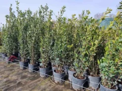 Steeneik Als Struik (Quercus Ilex) -Goedkope DirectPlant winkel quercusilex steeneik voorraad01b