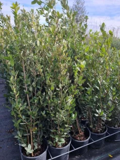 Steeneik Als Struik (Quercus Ilex) -Goedkope DirectPlant winkel quercusilex steeneik voorraad02b