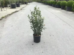 Steeneik Als Struik (Quercus Ilex) -Goedkope DirectPlant winkel quercusilex struikv01