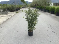 Steeneik Als Struik (Quercus Ilex) -Goedkope DirectPlant winkel quercusilex struikv02