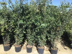 Steeneik Als Struik (Quercus Ilex) -Goedkope DirectPlant winkel quercusilex struikv07