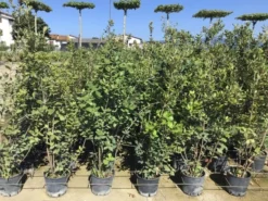 Steeneik Als Struik (Quercus Ilex) -Goedkope DirectPlant winkel quercusilex struikv09