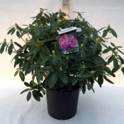 Rhododendron (Rhododendron Catawbiense 'Grandiflorum') -Goedkope DirectPlant winkel r. cat. grandiflorum c30