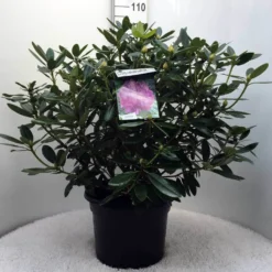 Rhododendron (Rhododendron Catawbiense 'Grandiflorum') -Goedkope DirectPlant winkel r. cat grandiflorum c20