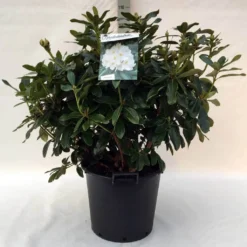 Rhododendron (Rhododendron 'Cunningham White') -Goedkope DirectPlant winkel r. cunn. white c30