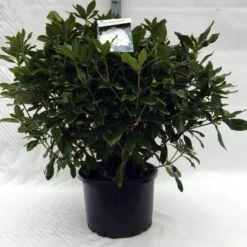 Rhododendron (Rhododendron 'Cunningham White') -Goedkope DirectPlant winkel r. cunningh white c40