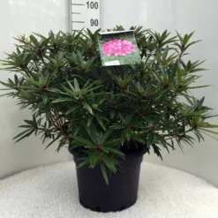 Rhododendron (Rhododendron 'Graziella') -Goedkope DirectPlant winkel r. graziella c20
