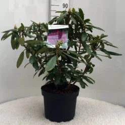 Rhododendron (Rhododendron 'Marcel Menard') -Goedkope DirectPlant winkel r. marcel menard c10 50 cm