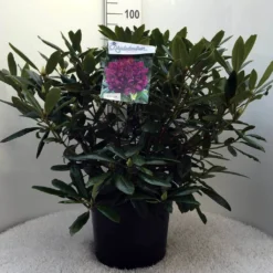 Rhododendron (Rhododendron 'Marcel Menard') -Goedkope DirectPlant winkel r. marcel menard c20